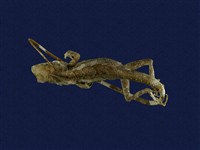 藏品(斯文豪氏攀蜥)的圖片